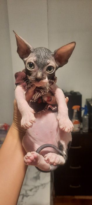 Канадские сфинксы  бронь