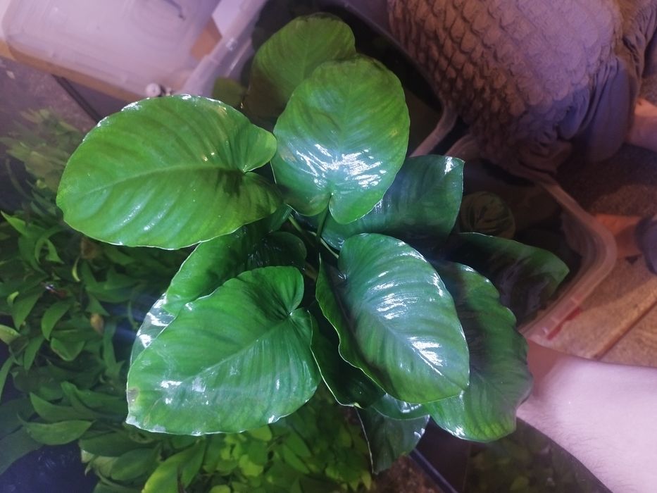 Anubias gigant sort