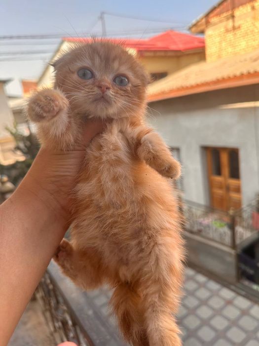 Продается скотиш фолд.