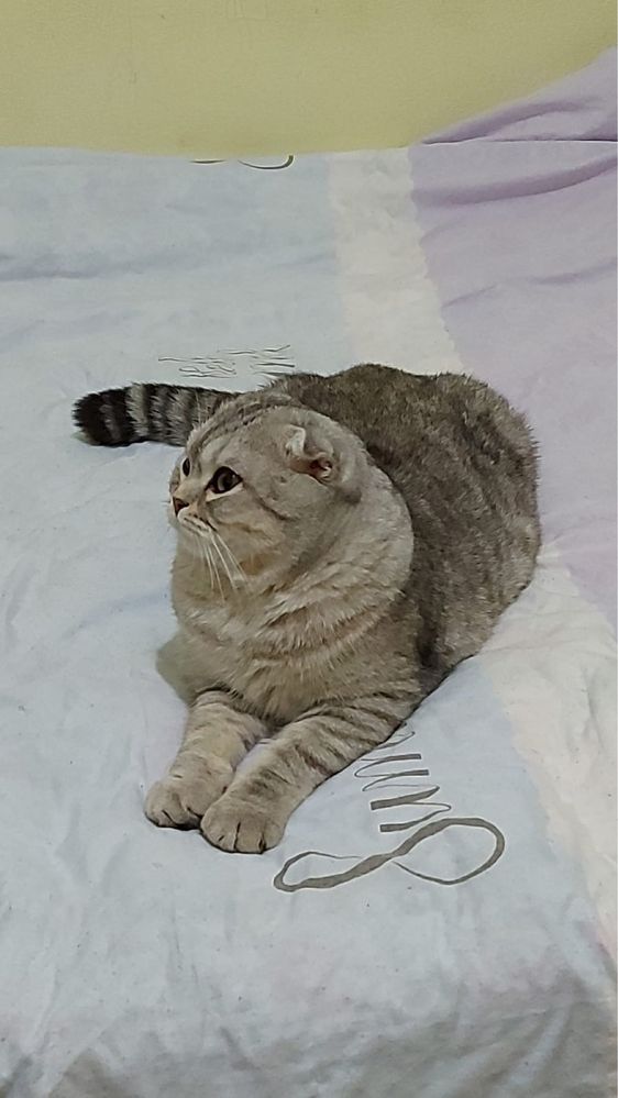Вязка [не продается] Шотландский вислоухий кот для разумножение