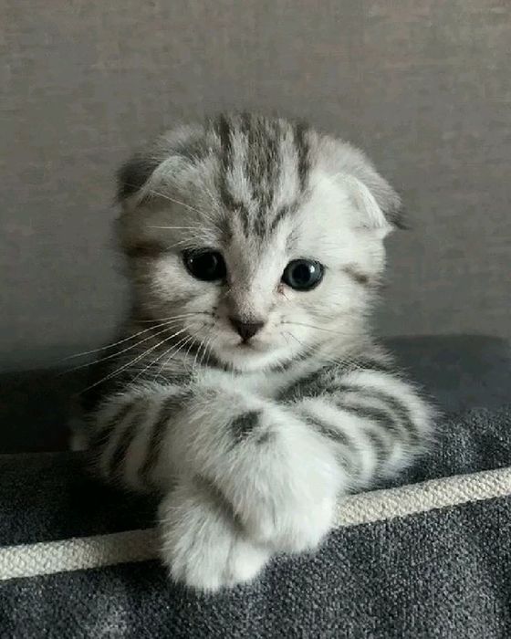 Шотландский вислоухий котёнок