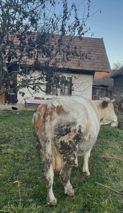 Vaca de vanzare Lupsa