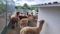 Vând Alpaca tinere și mature