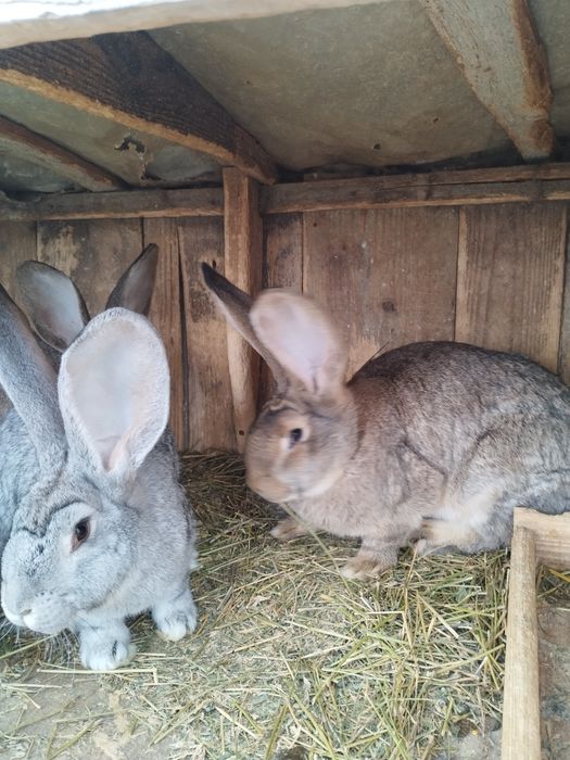 Vând iepuri de rasă Uriaș German