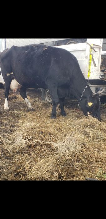 Vand vacă gestantaaa