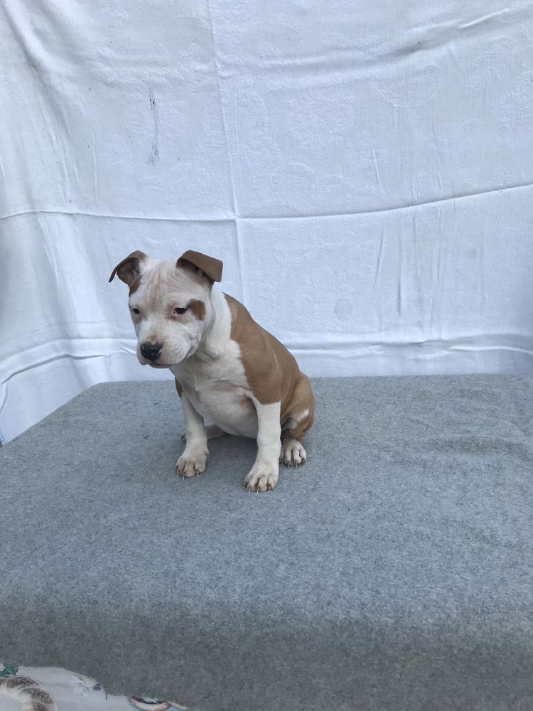 Pui amstaff cu pedigree