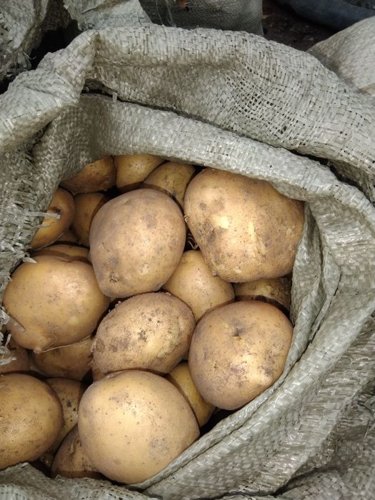 Продам домашний картофель