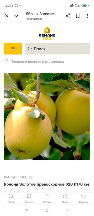 Яблоки сорта Золотой Превосходный