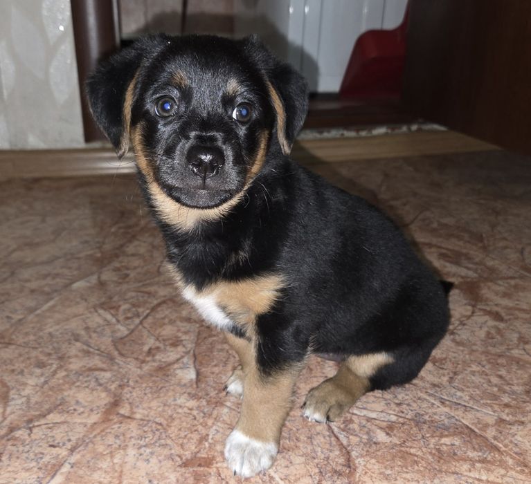 Отдам  щенка в добрые руки