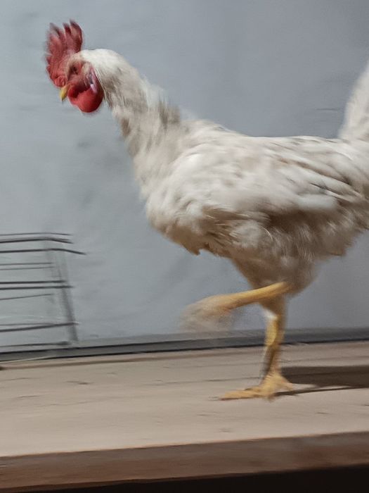 Yapon xorozla sotiladi