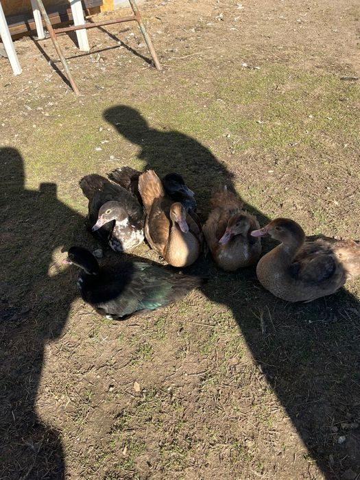 Vând rațe leșești