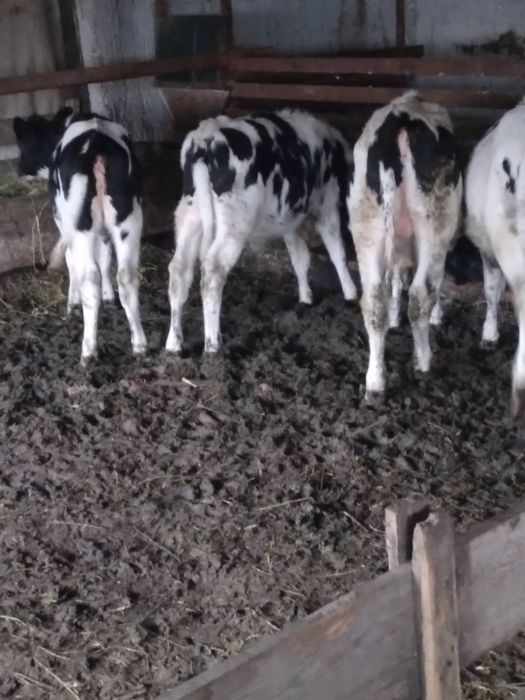 Vand 4 vitei relatii la nr de telefon