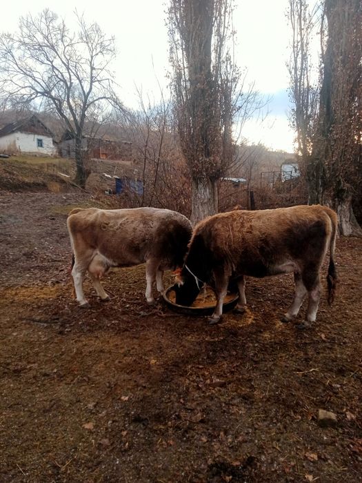 Семіз  кұнажын сатамын