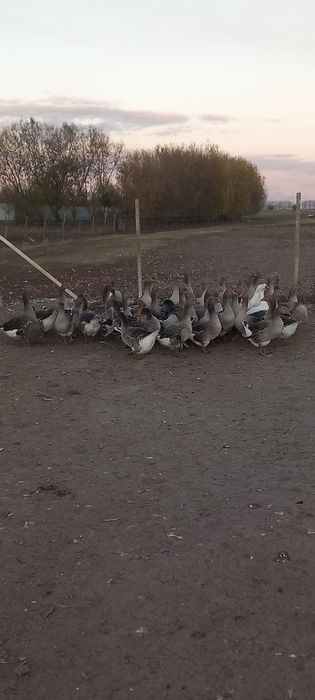 Gaste de vânzare tinere