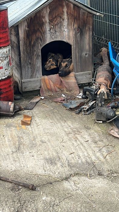 Cautam familii iubitoare