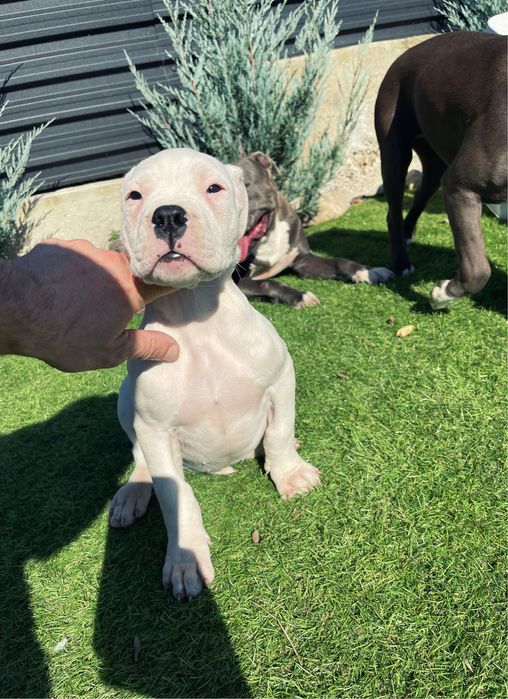 Dog Argentinian Dogo Argentino Pedigree