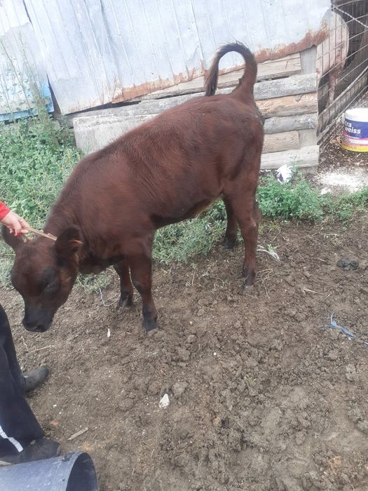 Vand vaçă cu vitea