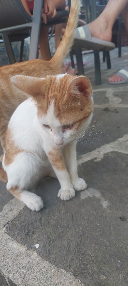 Подарявам котета