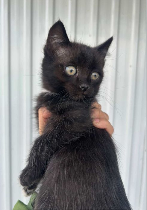 Котенок мальчик в ответственные руки