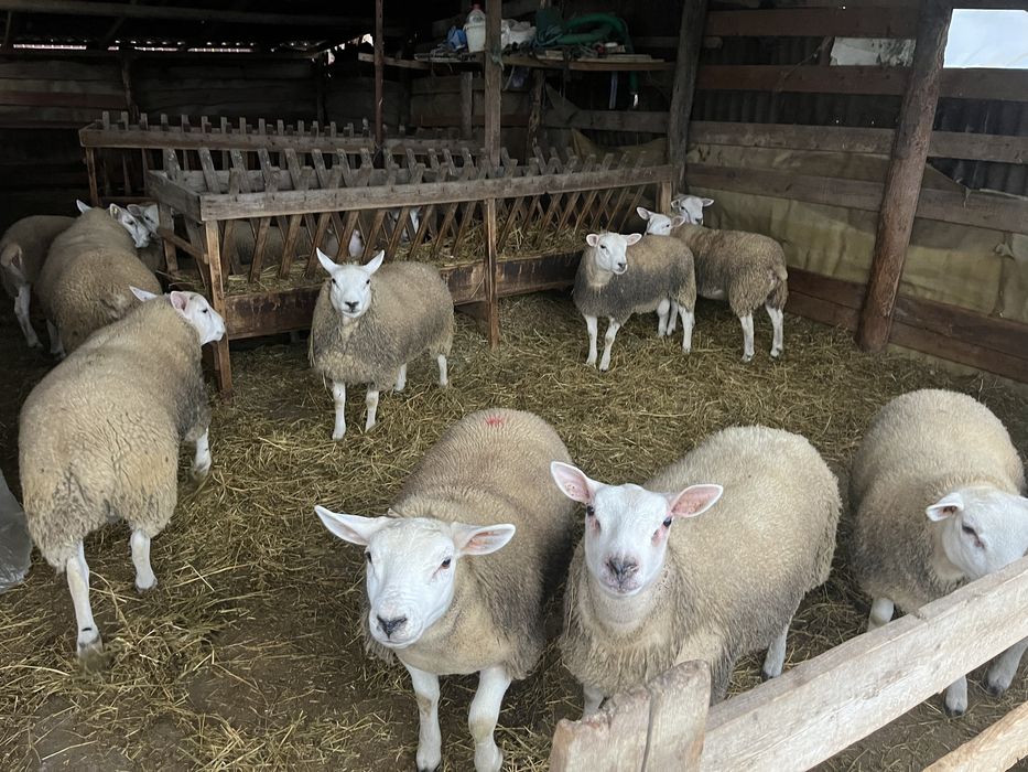 Vand berbecuti,prasila rasa Texel linie Marea Britanie!