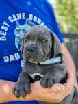 Cane corso disponibile