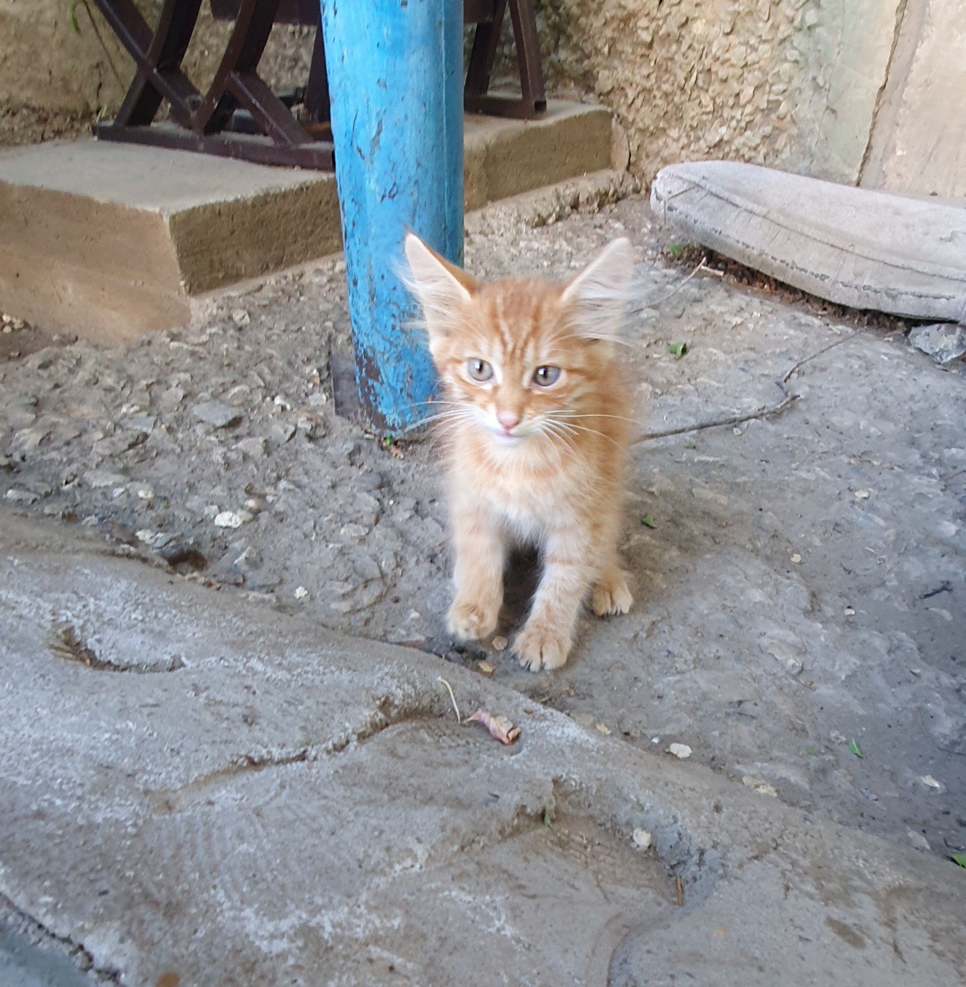 Котенок ищет дом и доброго хозяина