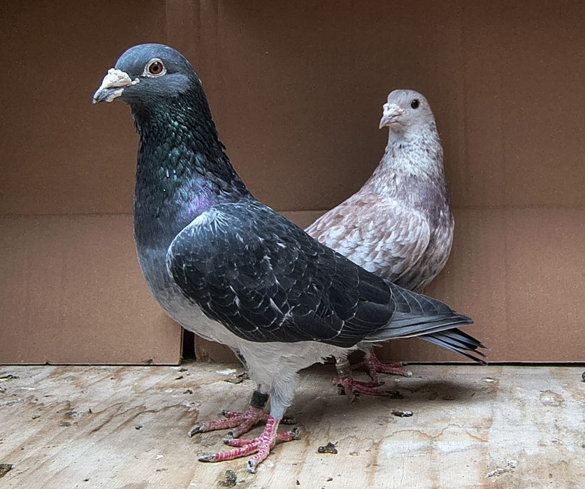 Porumbei voiajori 2025 și păsări din matcă