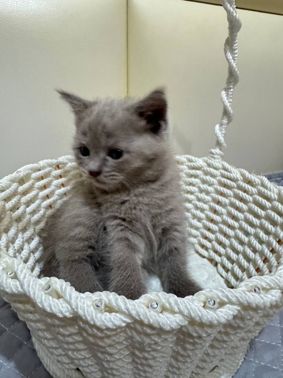 Котята от правильной вязке (договорная)