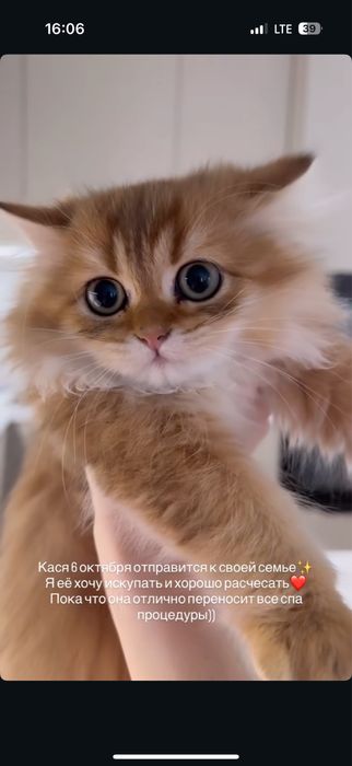 Продам котят породы шотланский шиншиллы