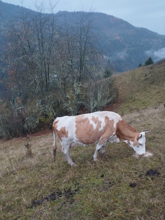 Vaca de vanzaree