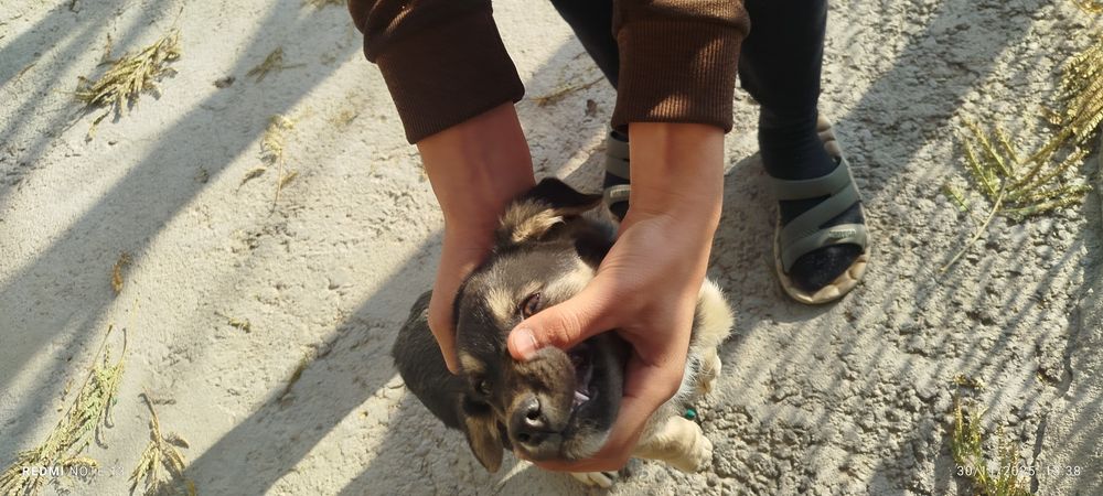 Kuchukcha chupon kuchuk