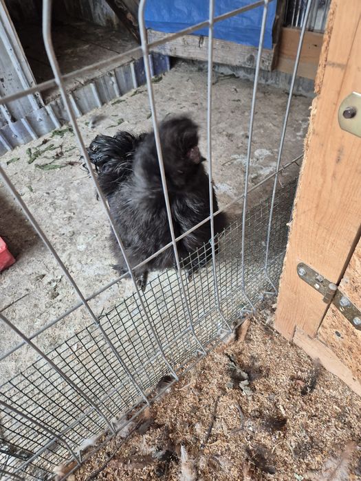 Cocoși mătase japoneză sau schimb