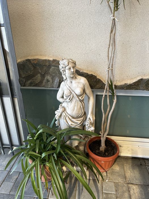 Vand ghivece cu plante( yuca, palmier, ficus si altele)