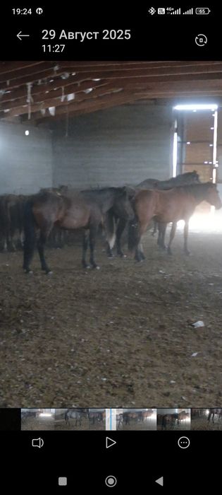 3бас байтал обмен