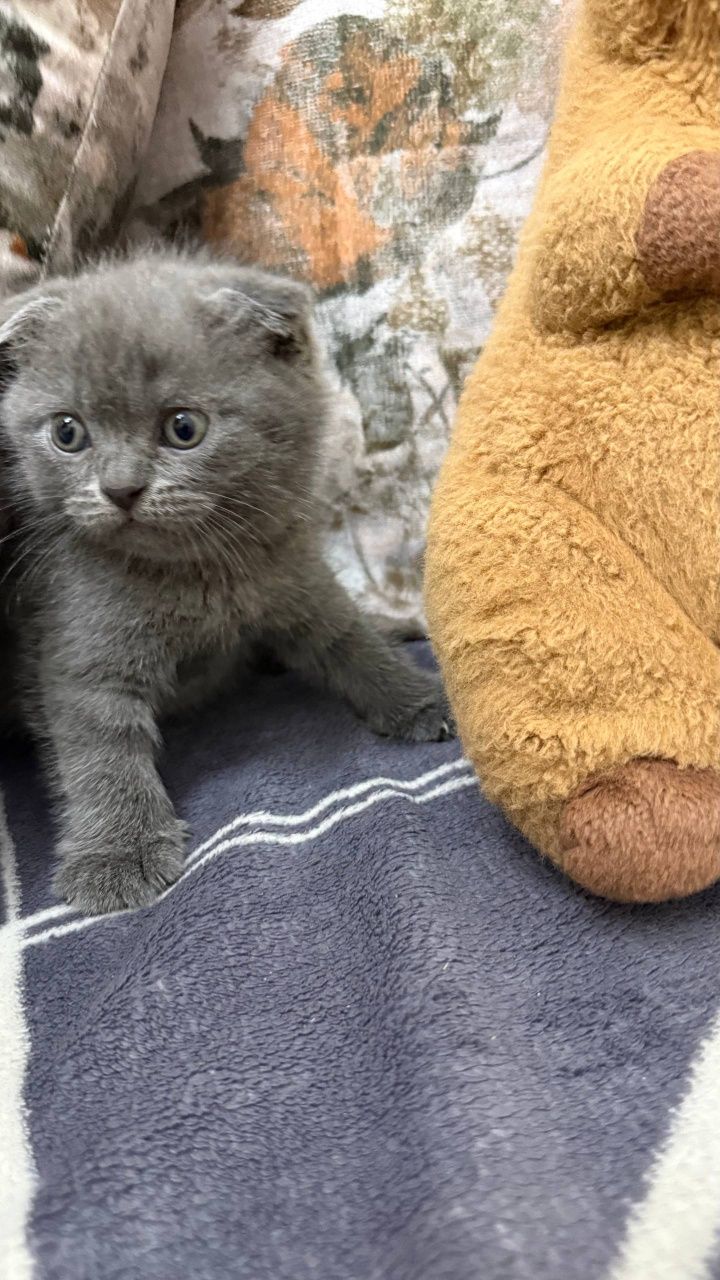 Продаются котята, породы Скотиш Фолд - Страйт