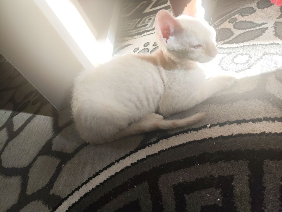 Сфинкс (brush) 4 месяц {sfinks yungi bor 4 oylik o'g'il bola}