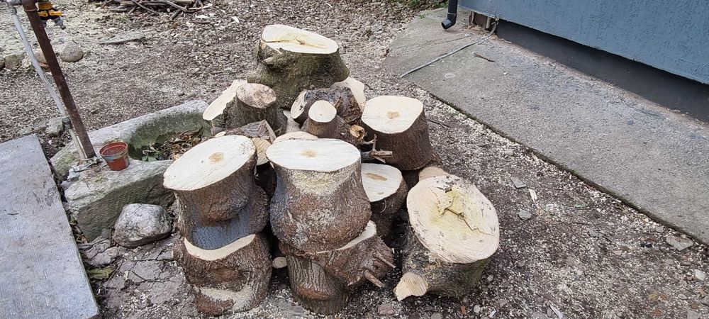 Vand lemne rezultate in urma taierii unui copac