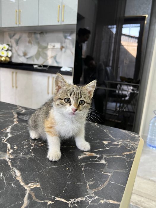 Мушук киз бола 3 ойлик