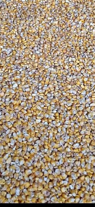 Vand porumb boabe recolta 2025