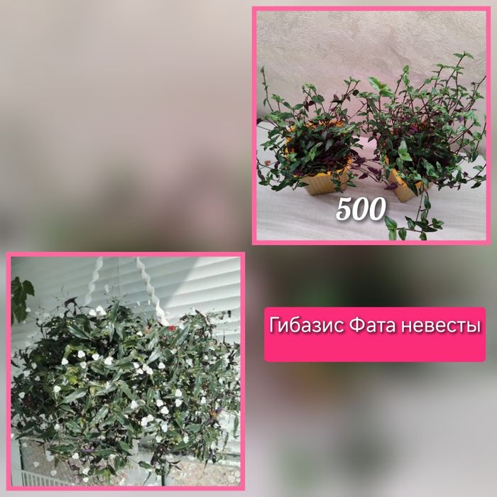 Гибазис Фата невесты, традиция элеганс