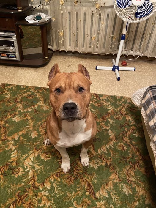 Стаффорд на вязку