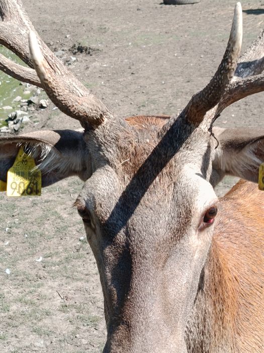 Cervus elaphus  Carpatin