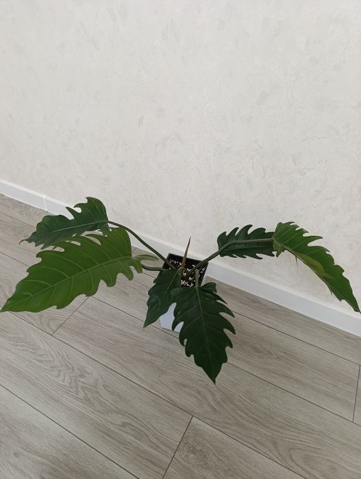 Продаётся филодендрон