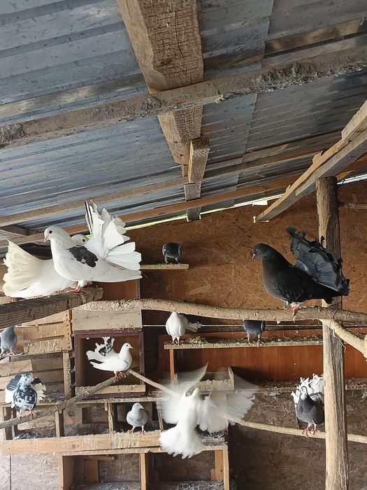 Porumbei înfoiați colorați și albi