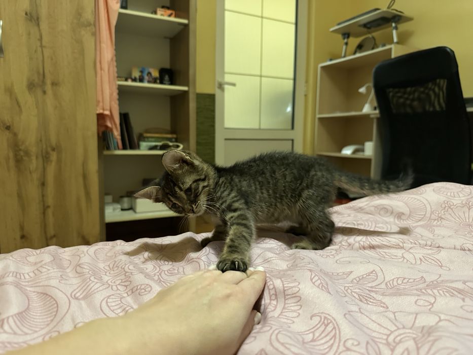 Motanel spre adoptie