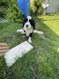 Mascul english springer spaniel