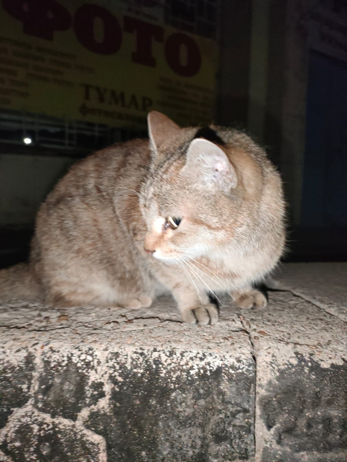 Котёнок месяца четыре, чистый ласковый