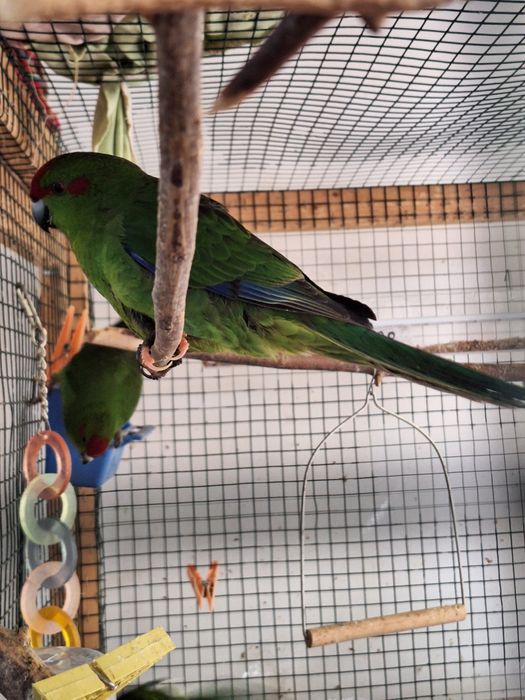 Papagali kakariki 2025