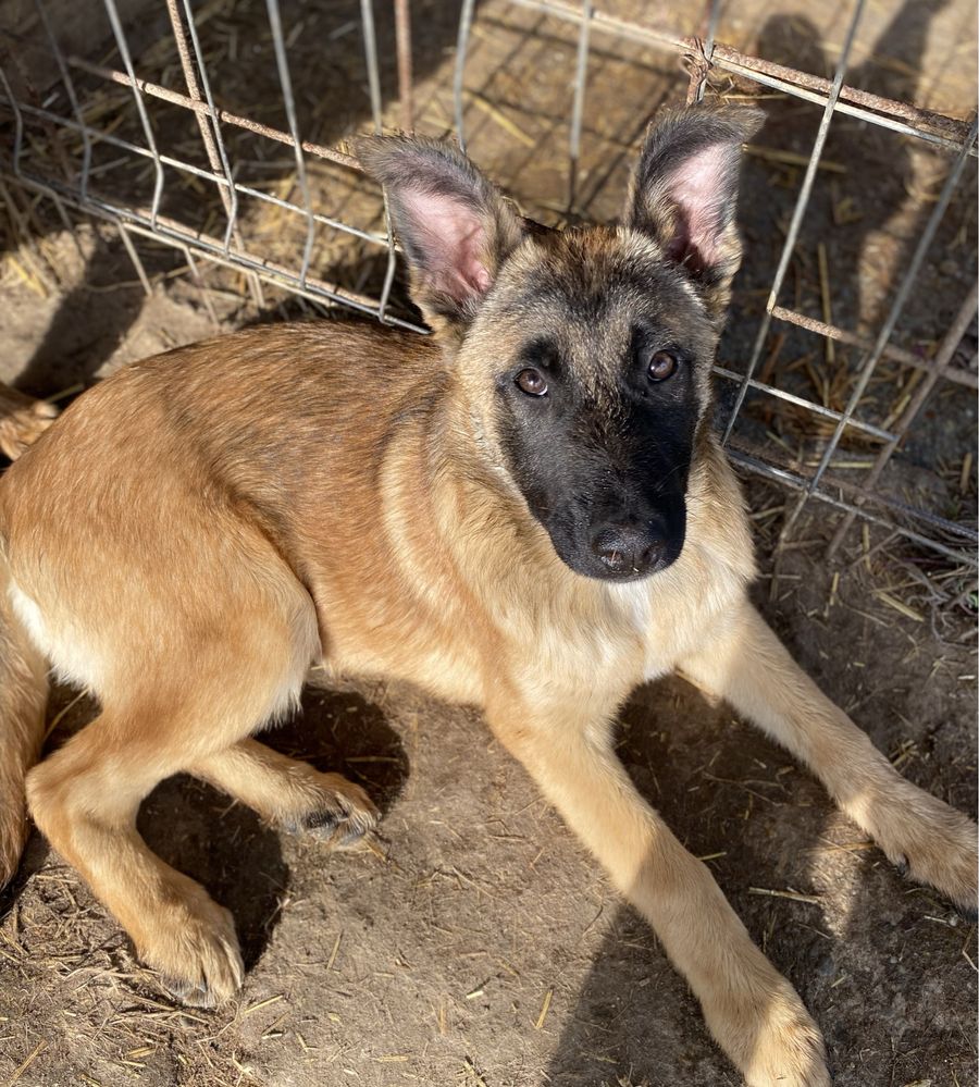 Pui ciobanesc malinois