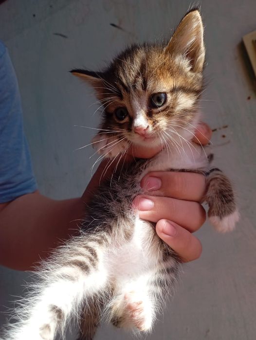 Отдам котят в добрые руки.